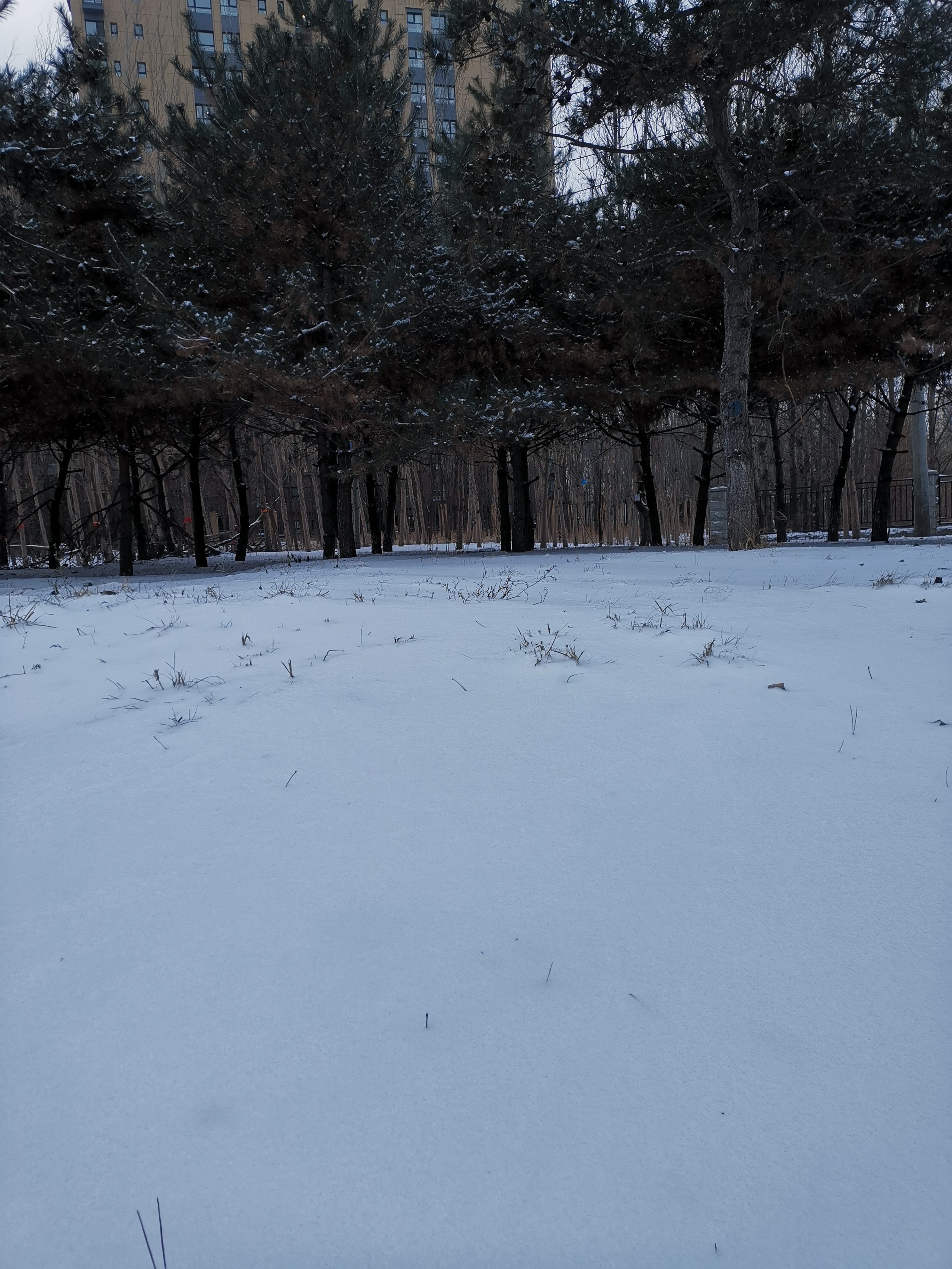 东北下雪照片图片