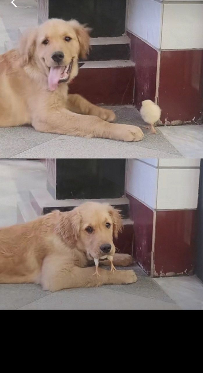 小狗你咋把小鸡吃了