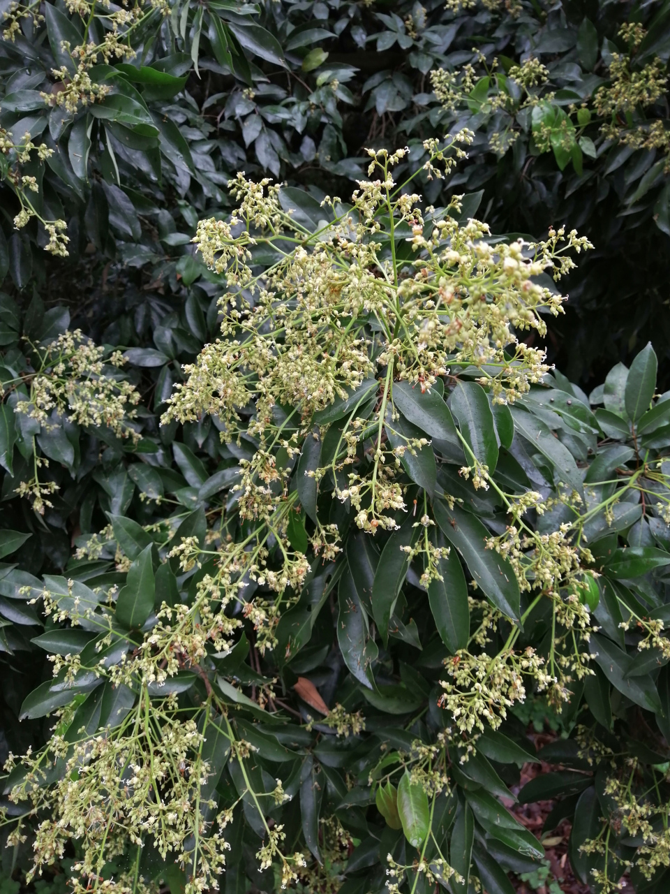 植物科普# 现在又到荔枝开花的季节了,荔枝花一束束,密密麻麻的小