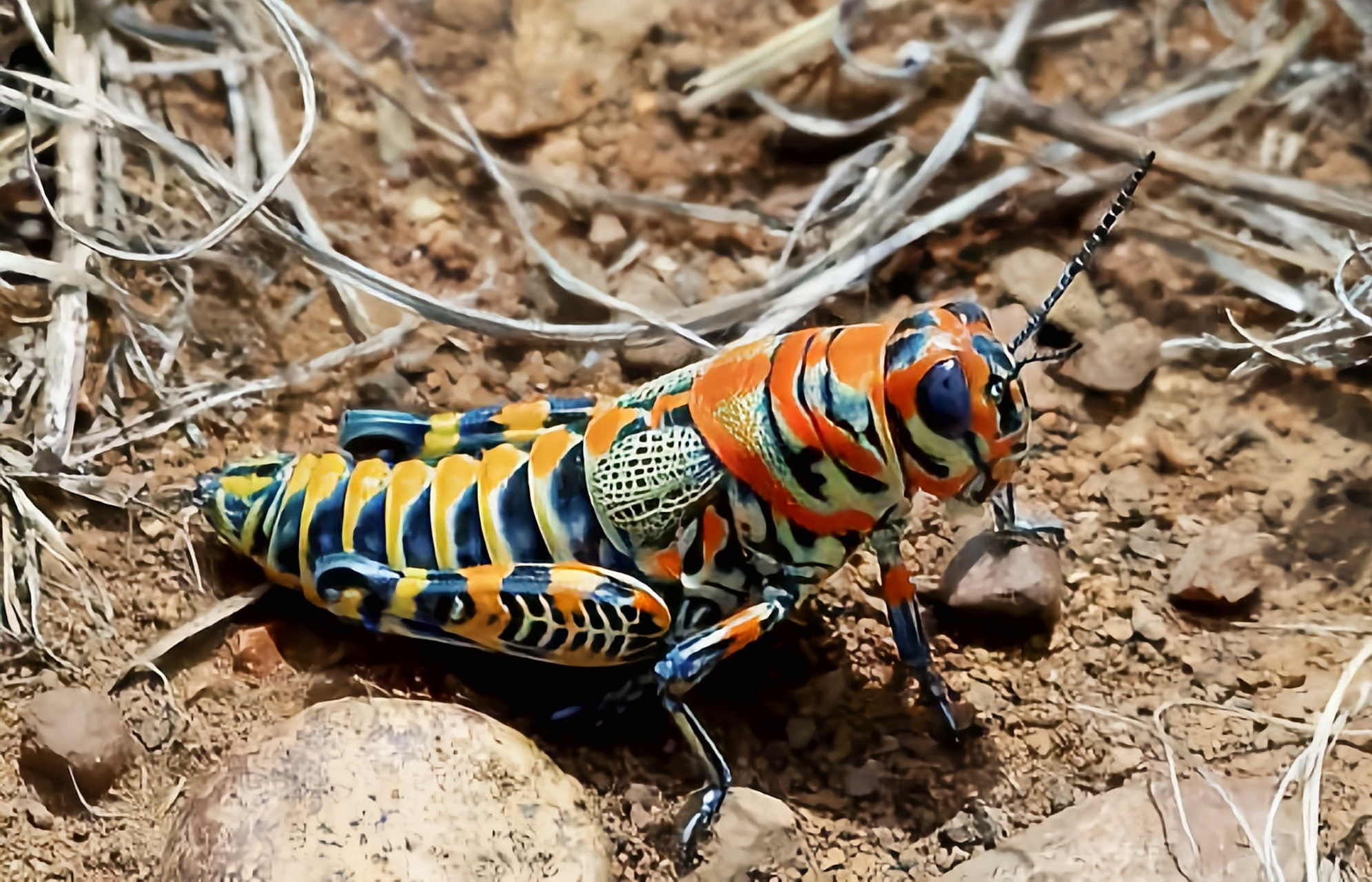 每天认识一种昆虫——彩虹蝗虫 彩虹蝗虫又油彩蝗虫,体长2-3.