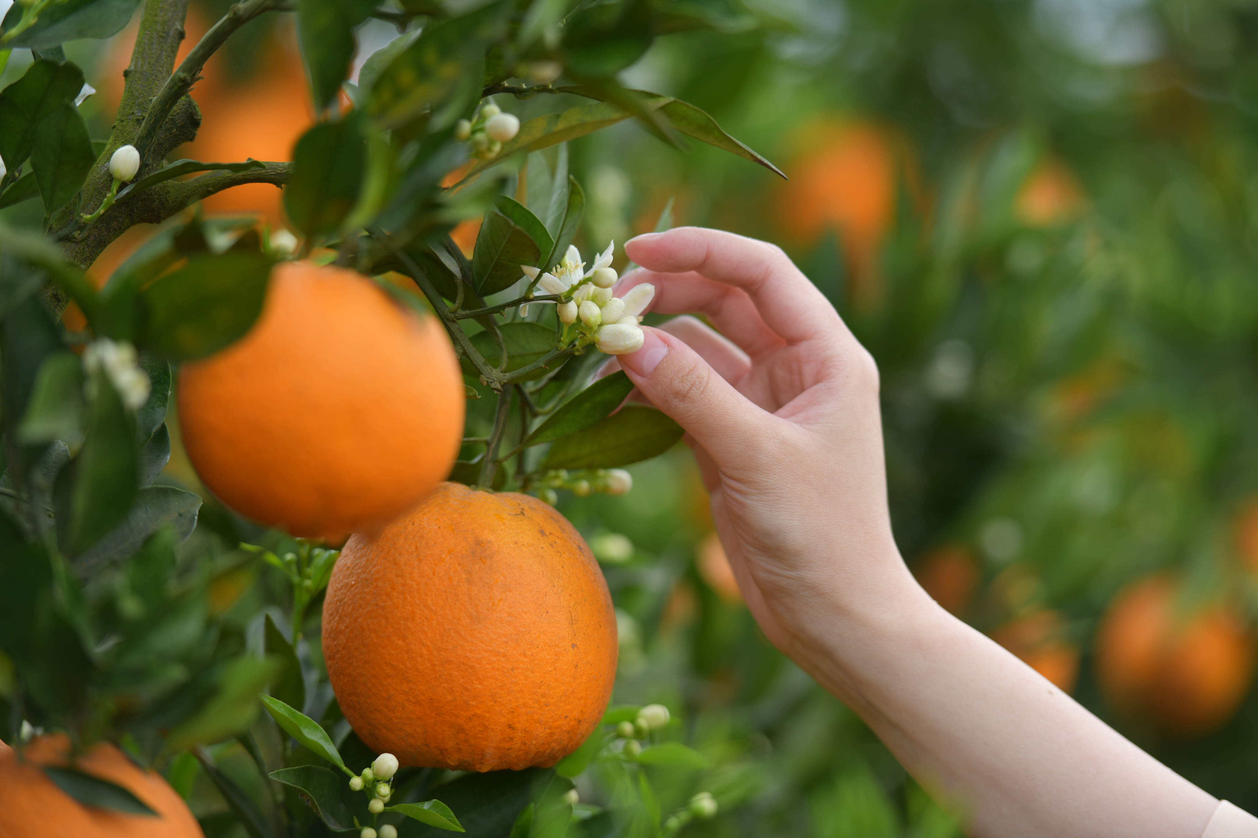 橙花十里飘香:成都金堂三溪花果同树齐争春