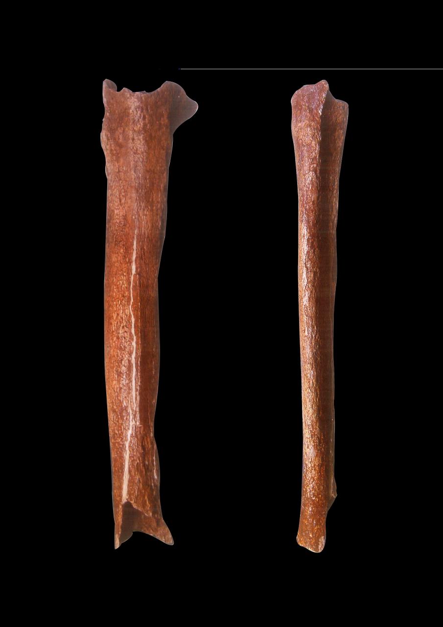 人类的演化进程经历了"南方古猿""直立人"和"智人"诸阶段而演化为