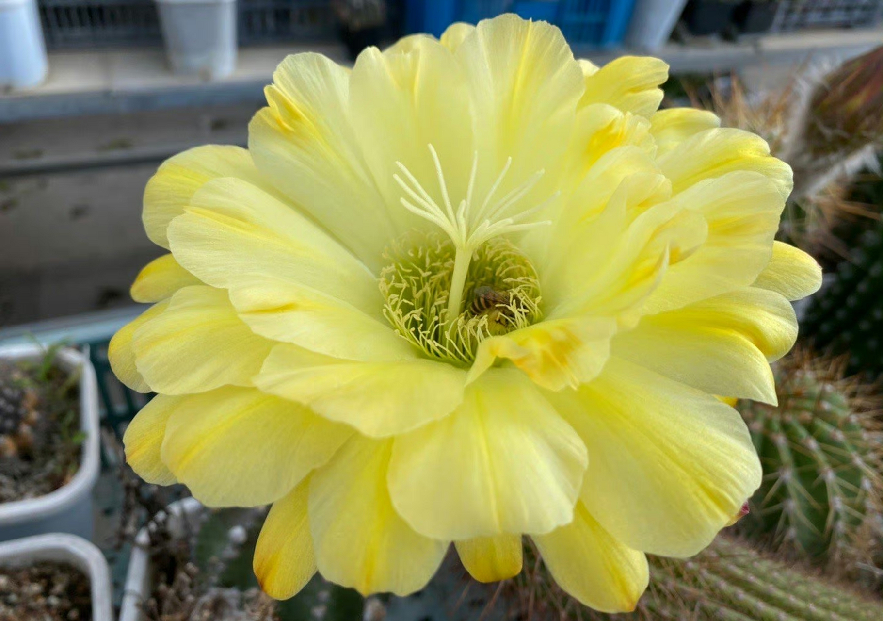 毛花柱:ky1444 晚上初开的时候更加黄,像朵菊花似的 ,生命最美的状态