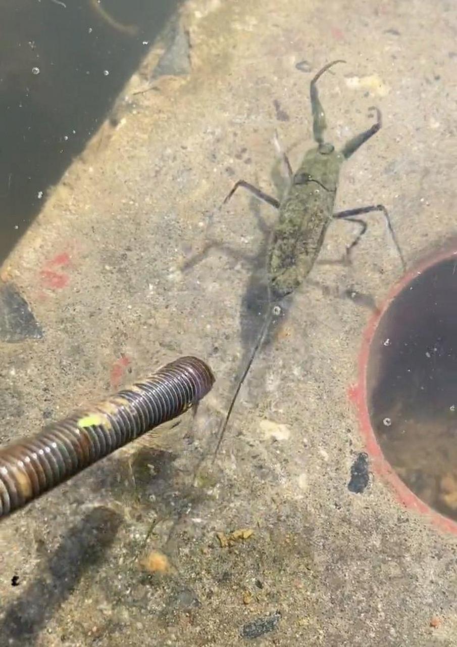 这到底是什么虫子,不会是水蝎子吧?