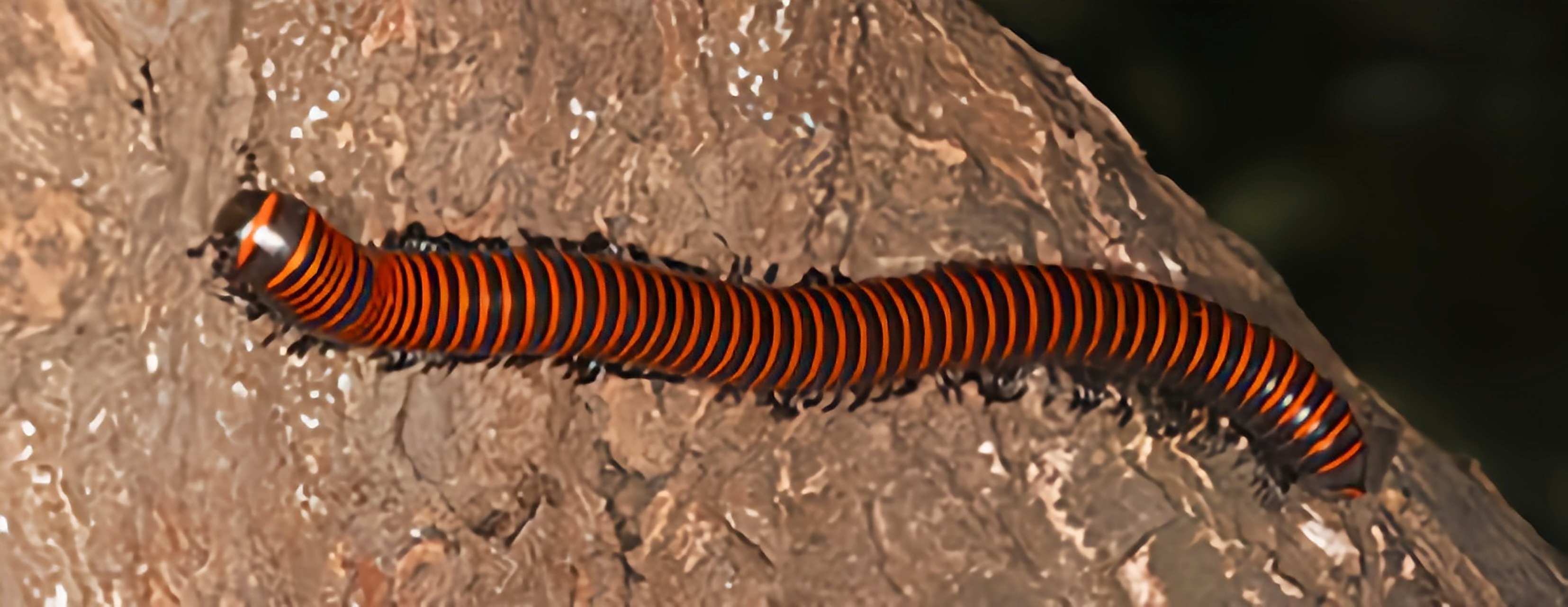 每天认识一种动物——宽跗陇马陆 宽跗陇马陆,原产于亚洲东南部,我国