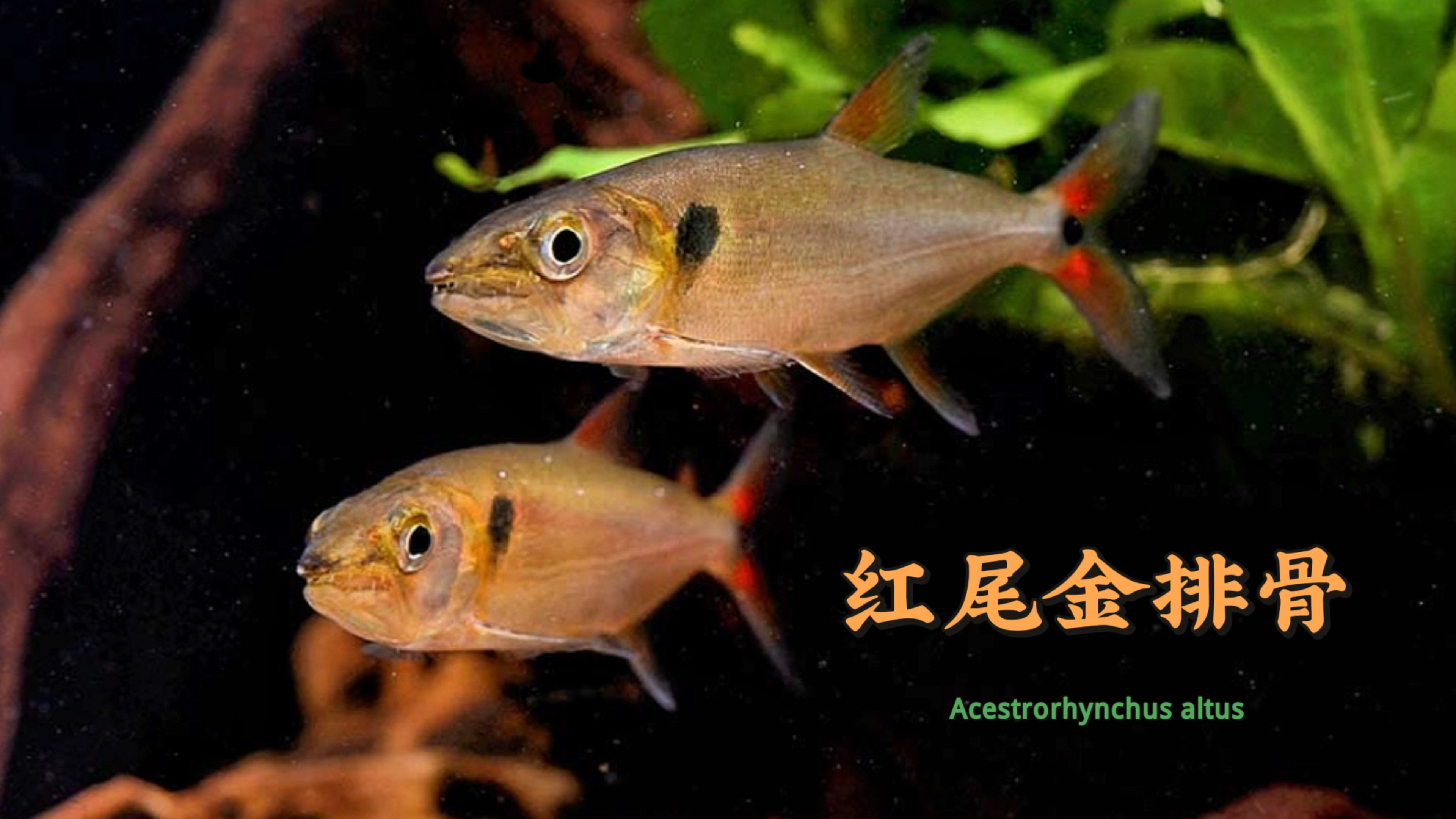 观赏猛鱼之红尾金排骨