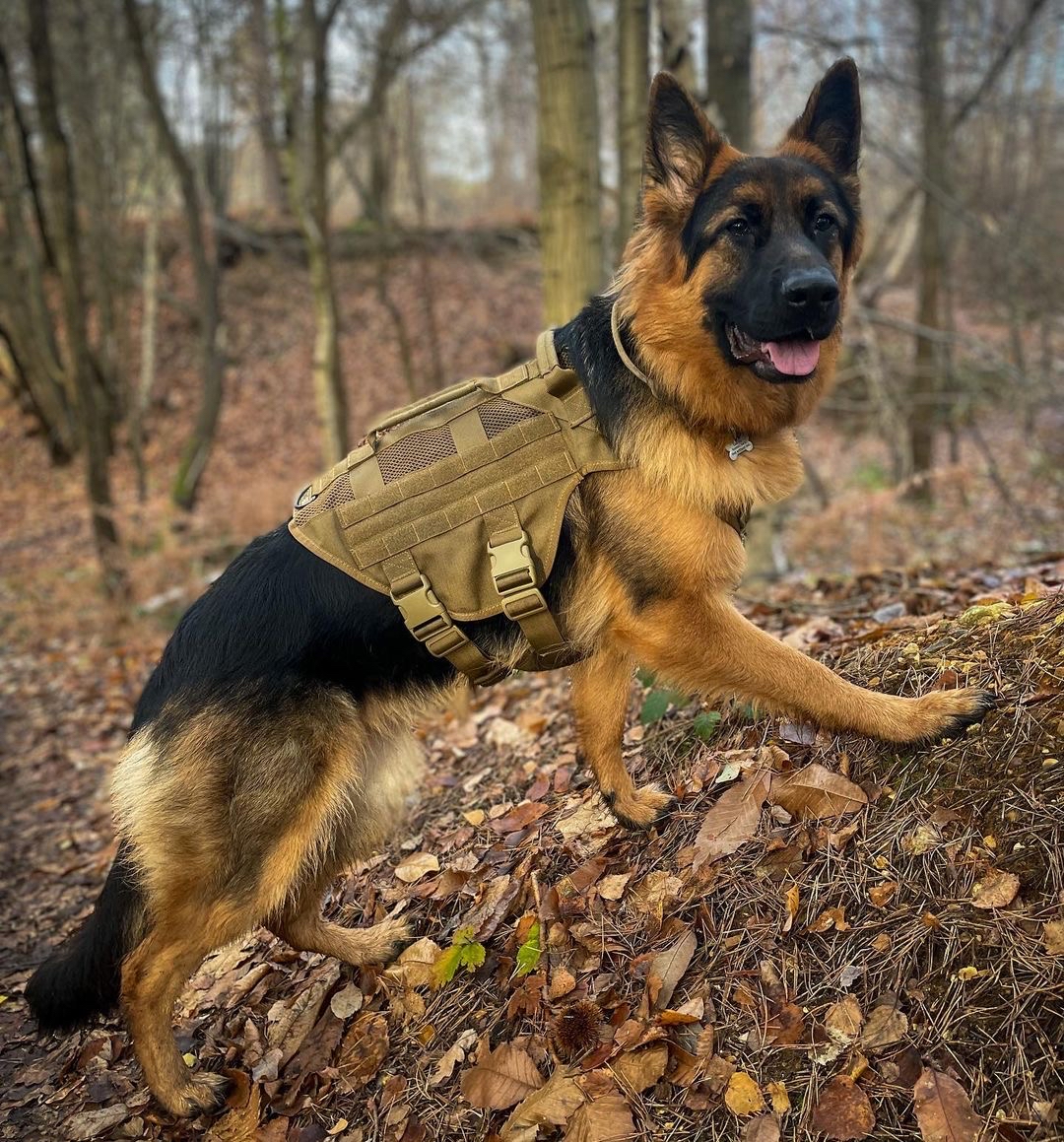 德国牧羊犬是一种非常优秀的工作犬和伴侣犬