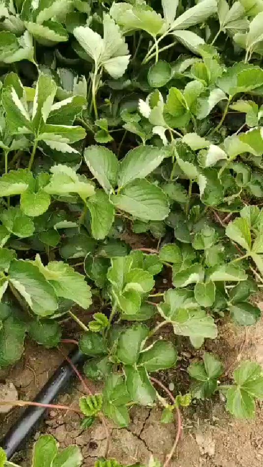 妙香七号草莓是中熟草莓苗品种具有口感好硬度高耐运输特点