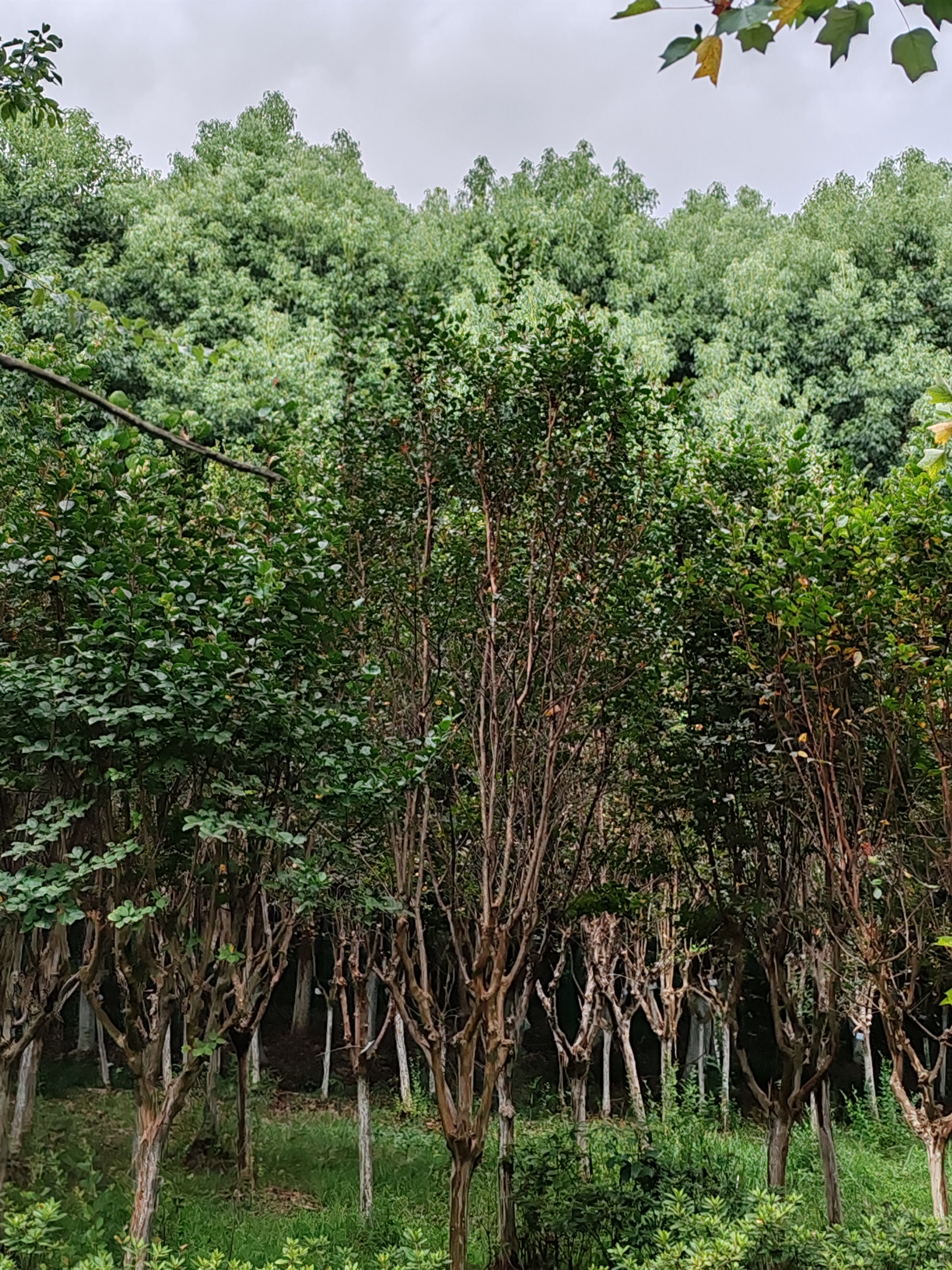 大蜀山是合肥唯一的山远看不起眼进入却浓荫遮天蔽日