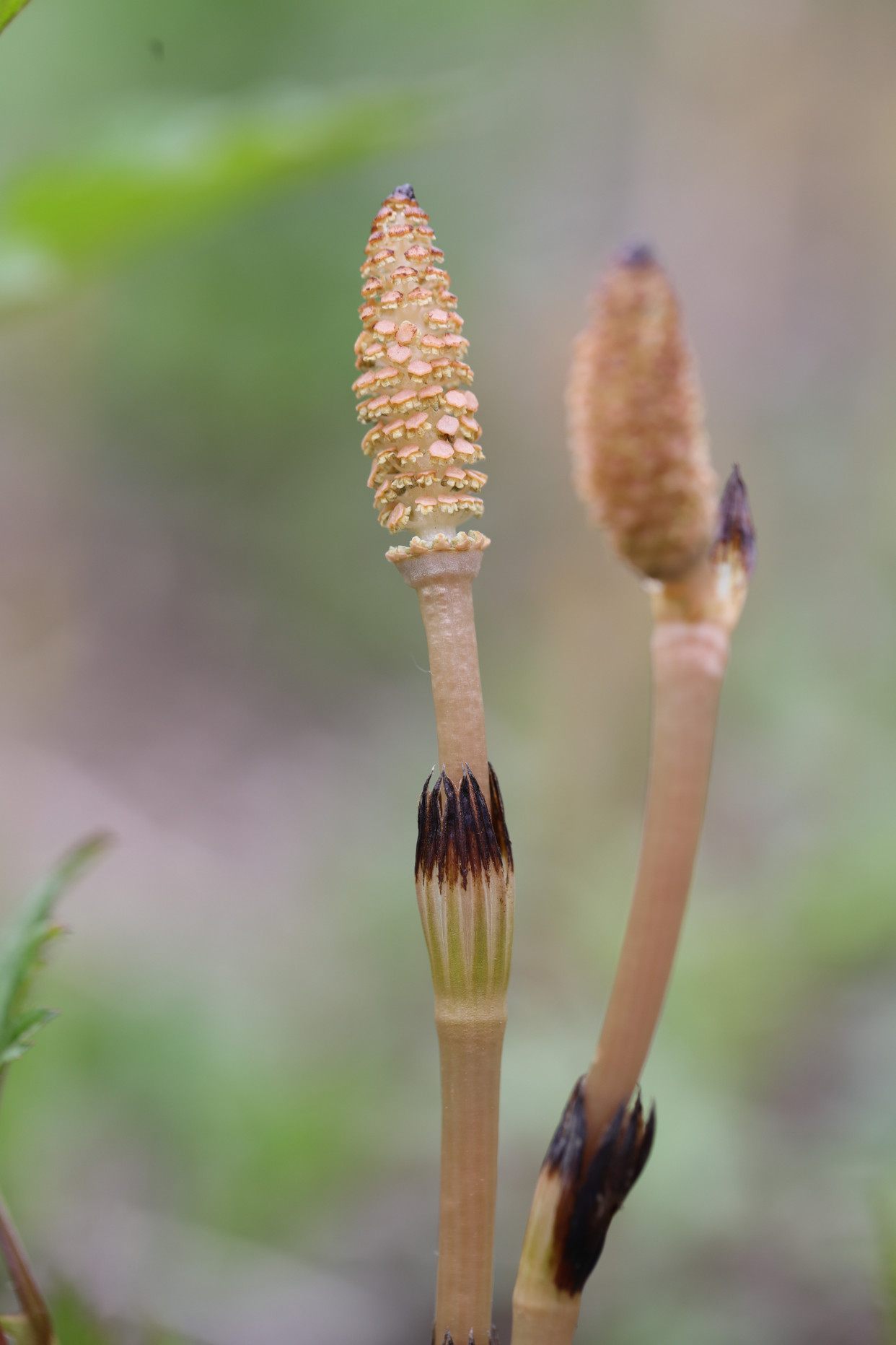 神奇的木贼科植物问荆