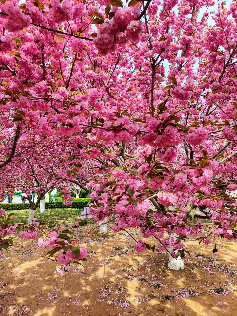 大连旅顺二零三樱花园,东北地区最大樱花园,三十多个樱花品种,太美了