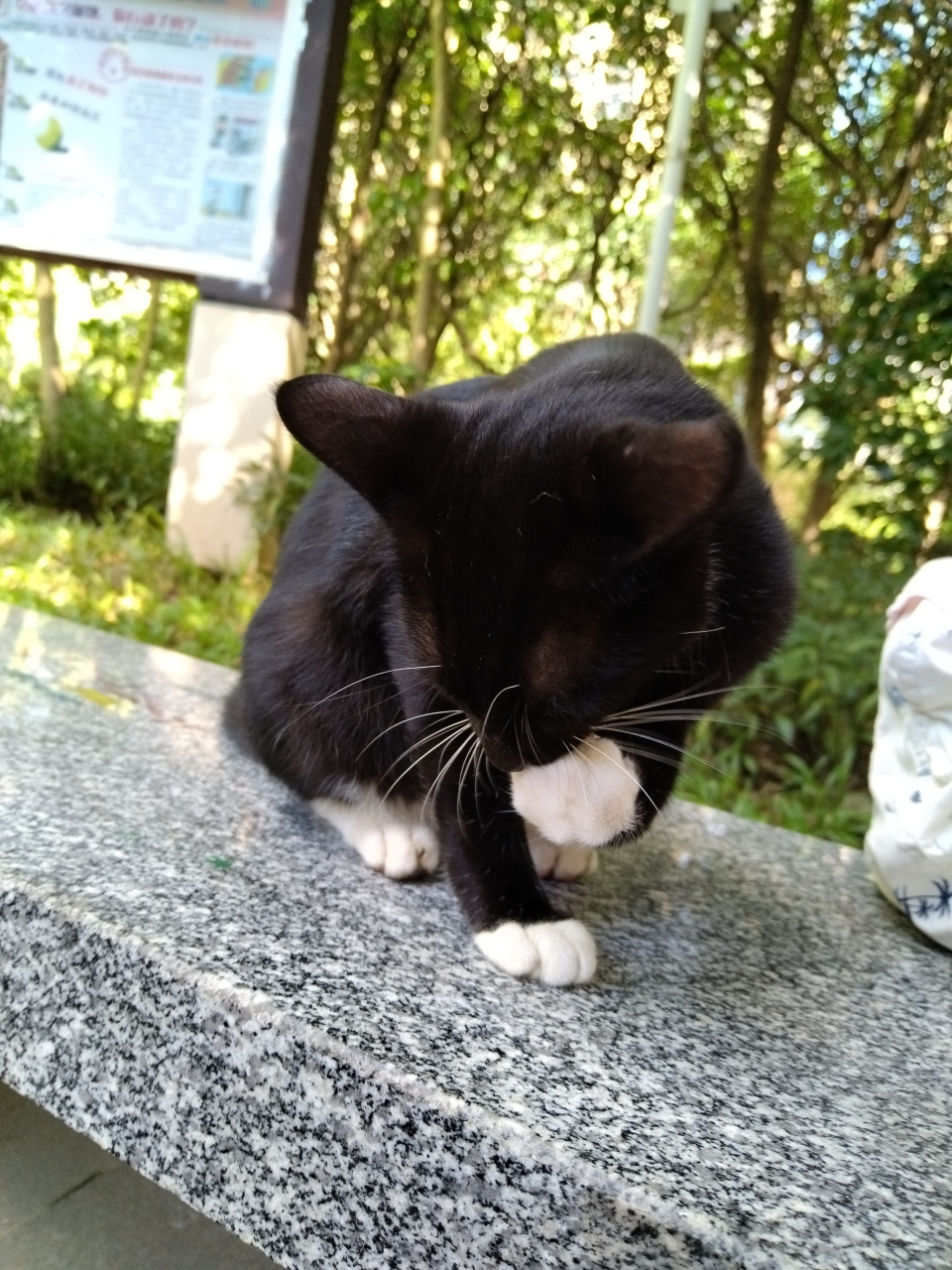 标准的四蹄踏雪猫图片图片