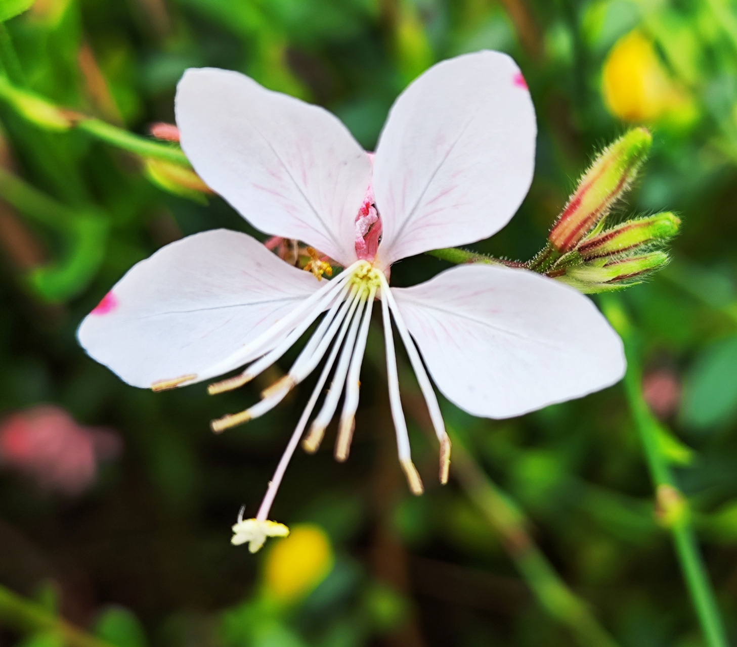 花似蝴蝶迷人眼 #上京东app搜索苹果上新#  玉蝶花,又名千鸟花,学名