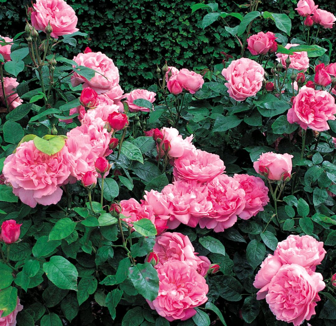 「耐热耐阴抗病」玛丽玫瑰(mary rose)