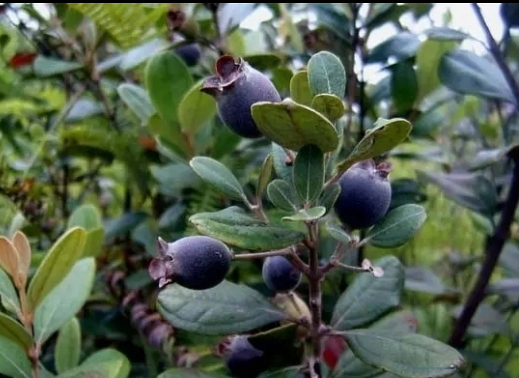 捻子果又名豆稔,乌肚子,桃舅娘,岗菍,山菍等,学名叫桃金娘.