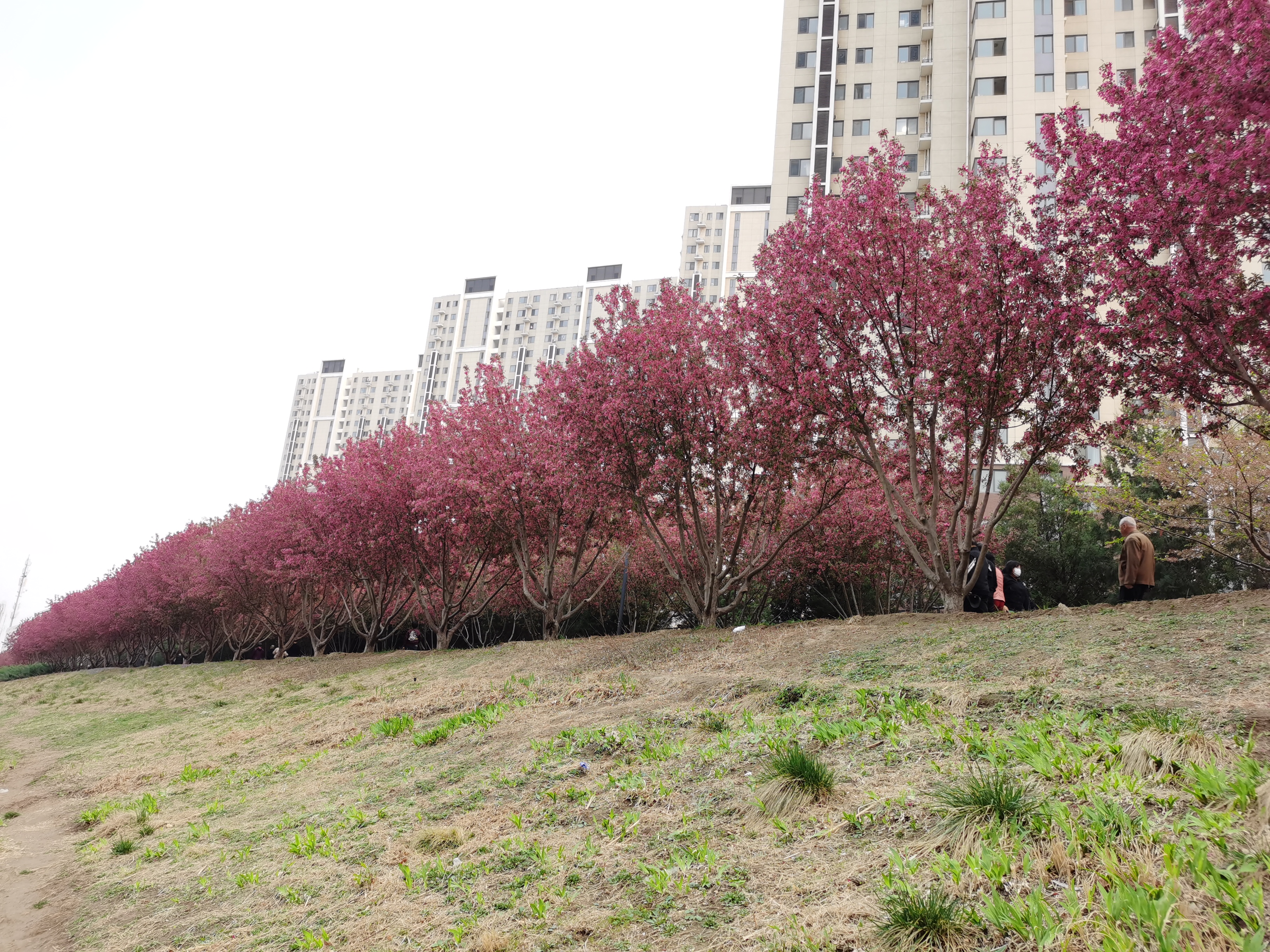 春天的萧太后河公园适合去赏花看瀑布