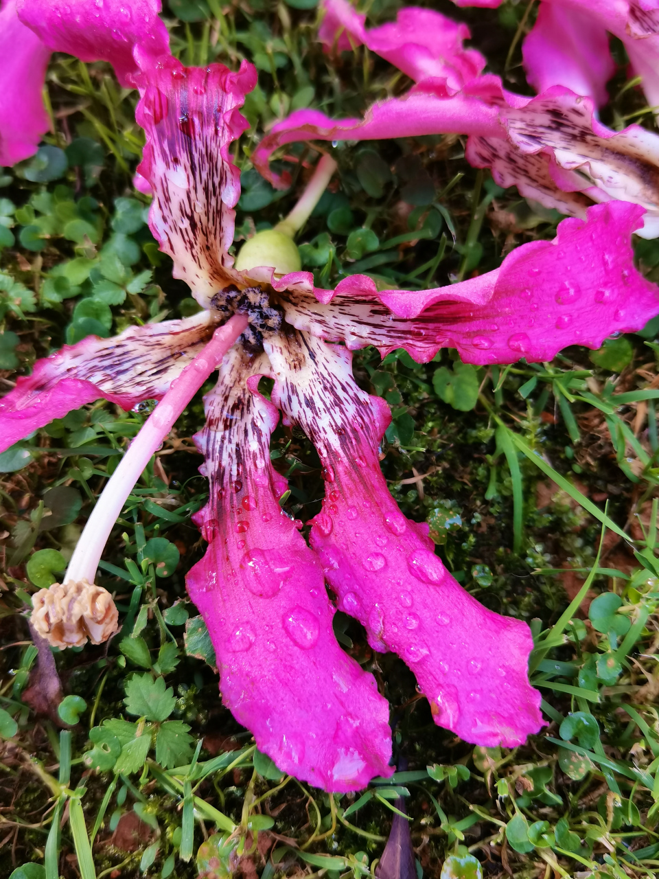 美丽异木棉  98锦葵科,吉贝属落叶大乔木.