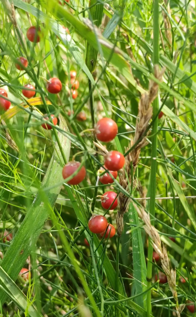 这个结红色果实的草是什么?