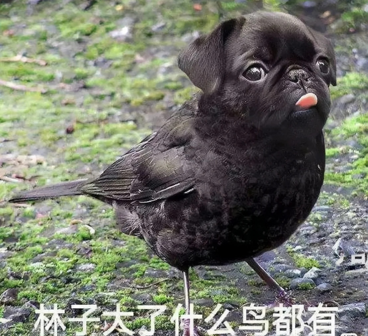 真是林子大了,什么鸟都有[捂脸]#趣图搞笑