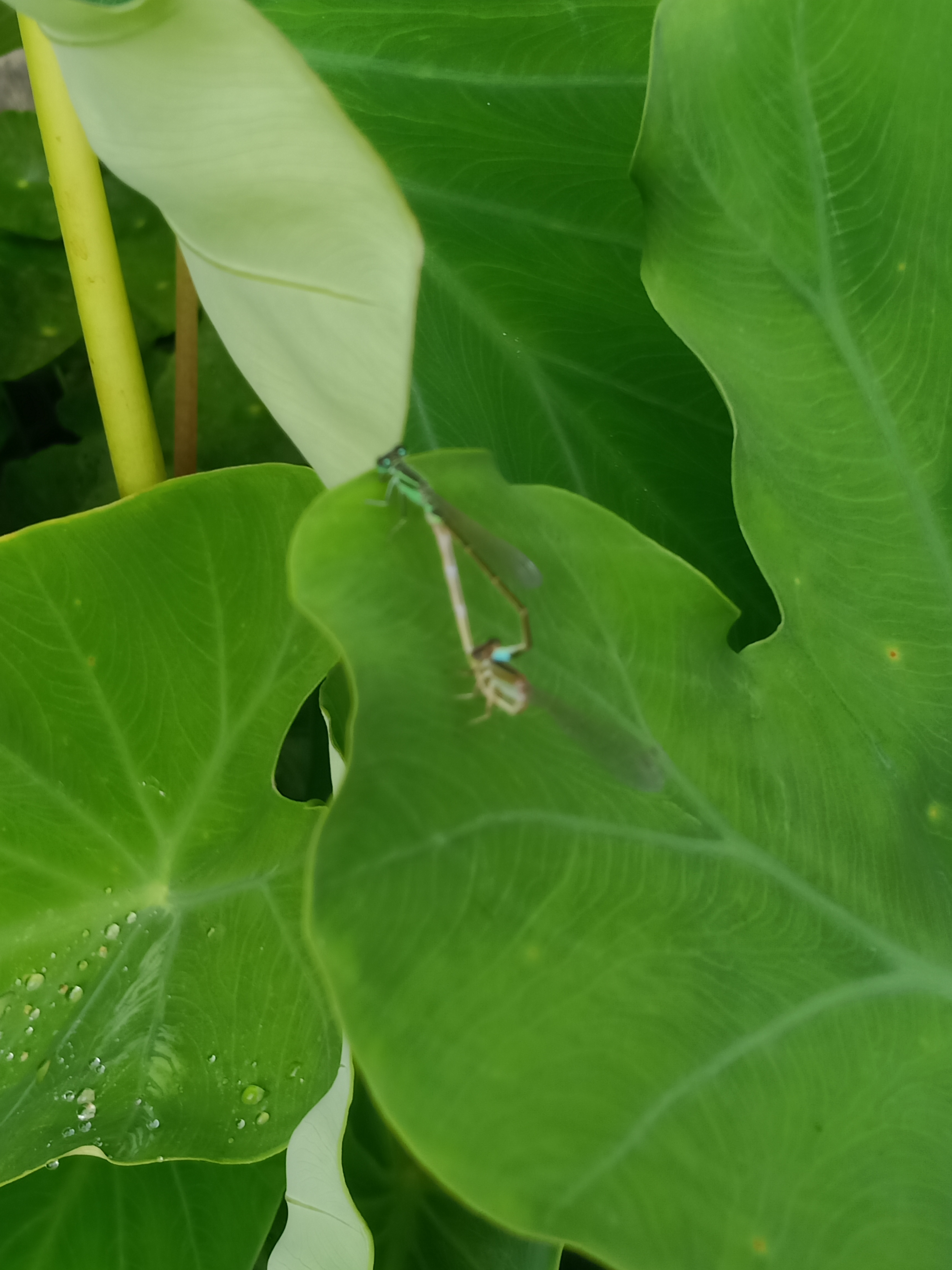 小伙用一年时间收集百张虫子的相片你能认出几种为小伙的毅力点赞