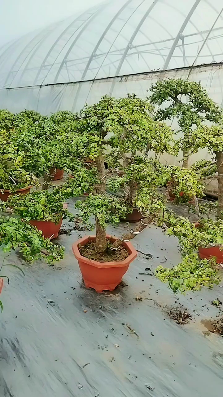 金枝玉叶盆景造型