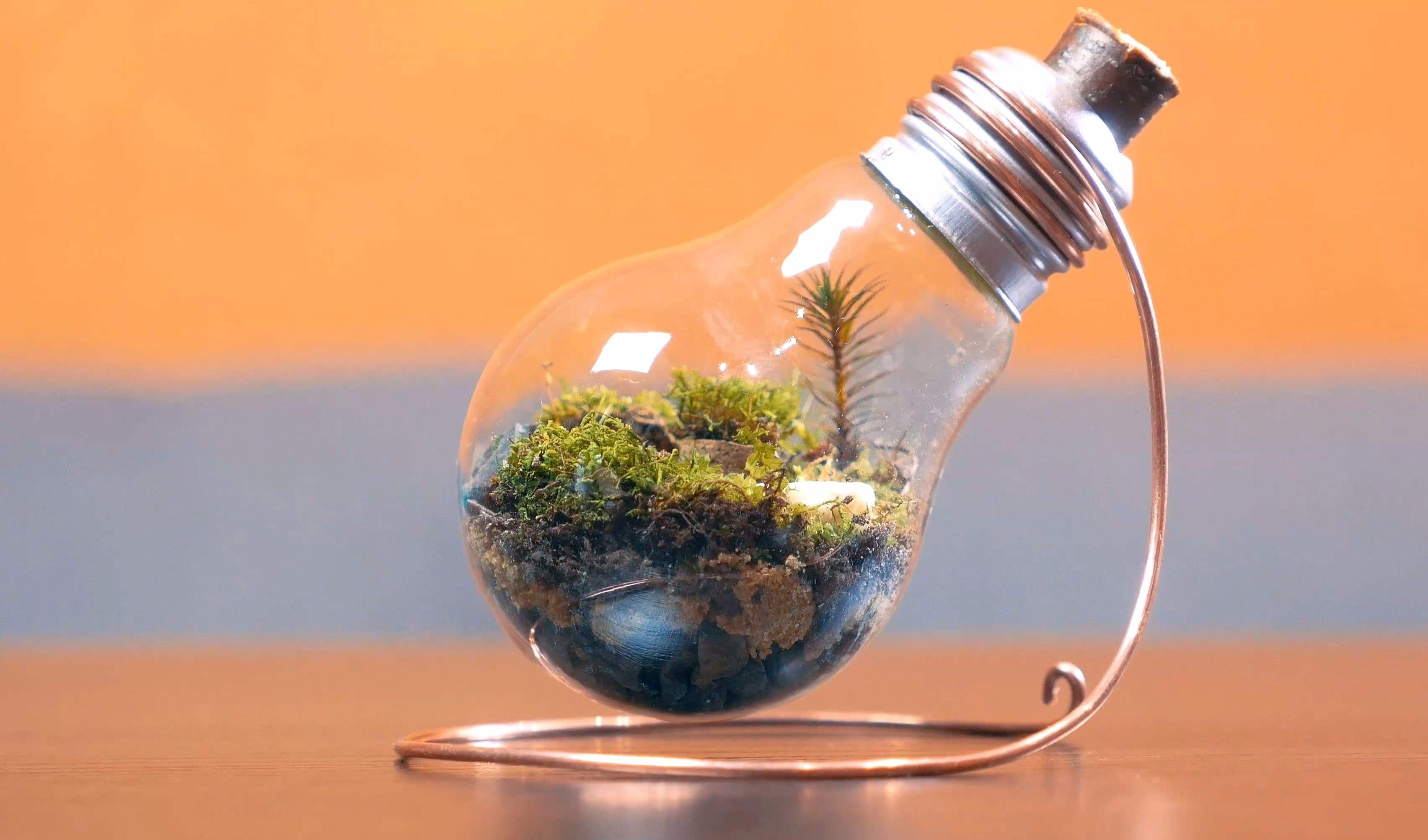 废旧的灯泡你扔了吗?它可以变成一个很艺术的盆栽,非常的高大上