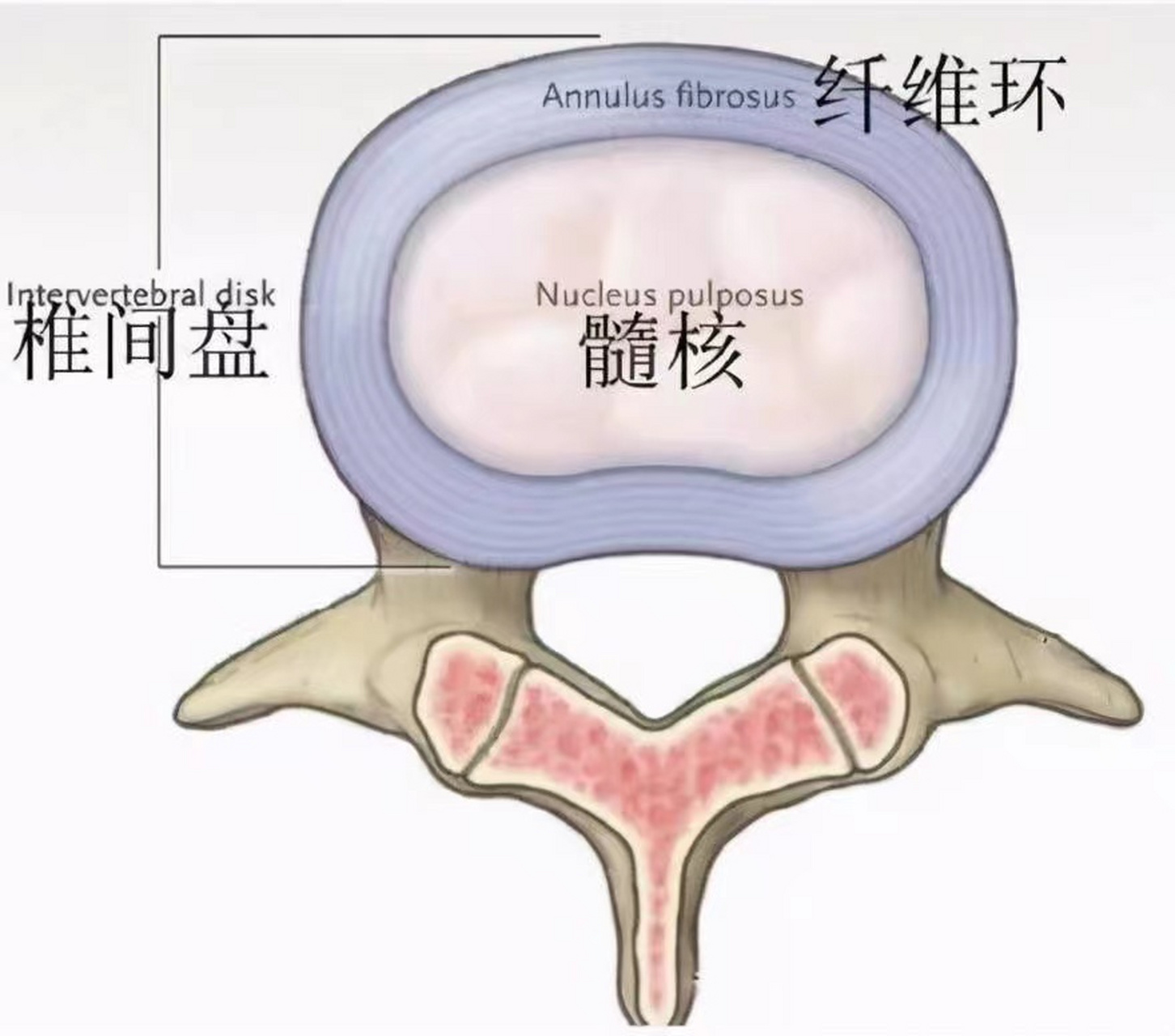 我们颈部的纤维环是一层一层的纤维组织交替排列的