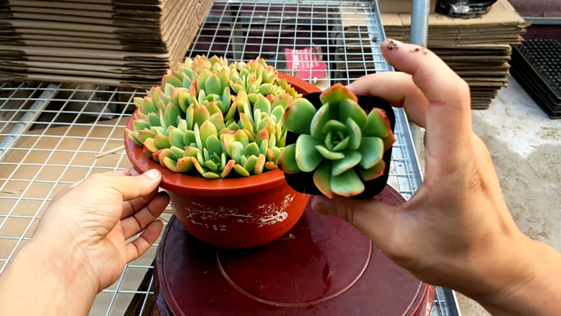 多肉植物绮罗,有多好养,进来看看吧