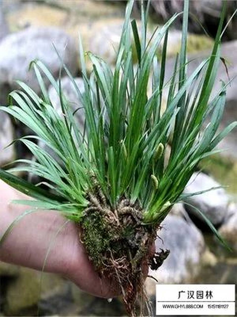 菖蒲  菖蒲是一种天南星科菖蒲属植物,多年生草本植物.