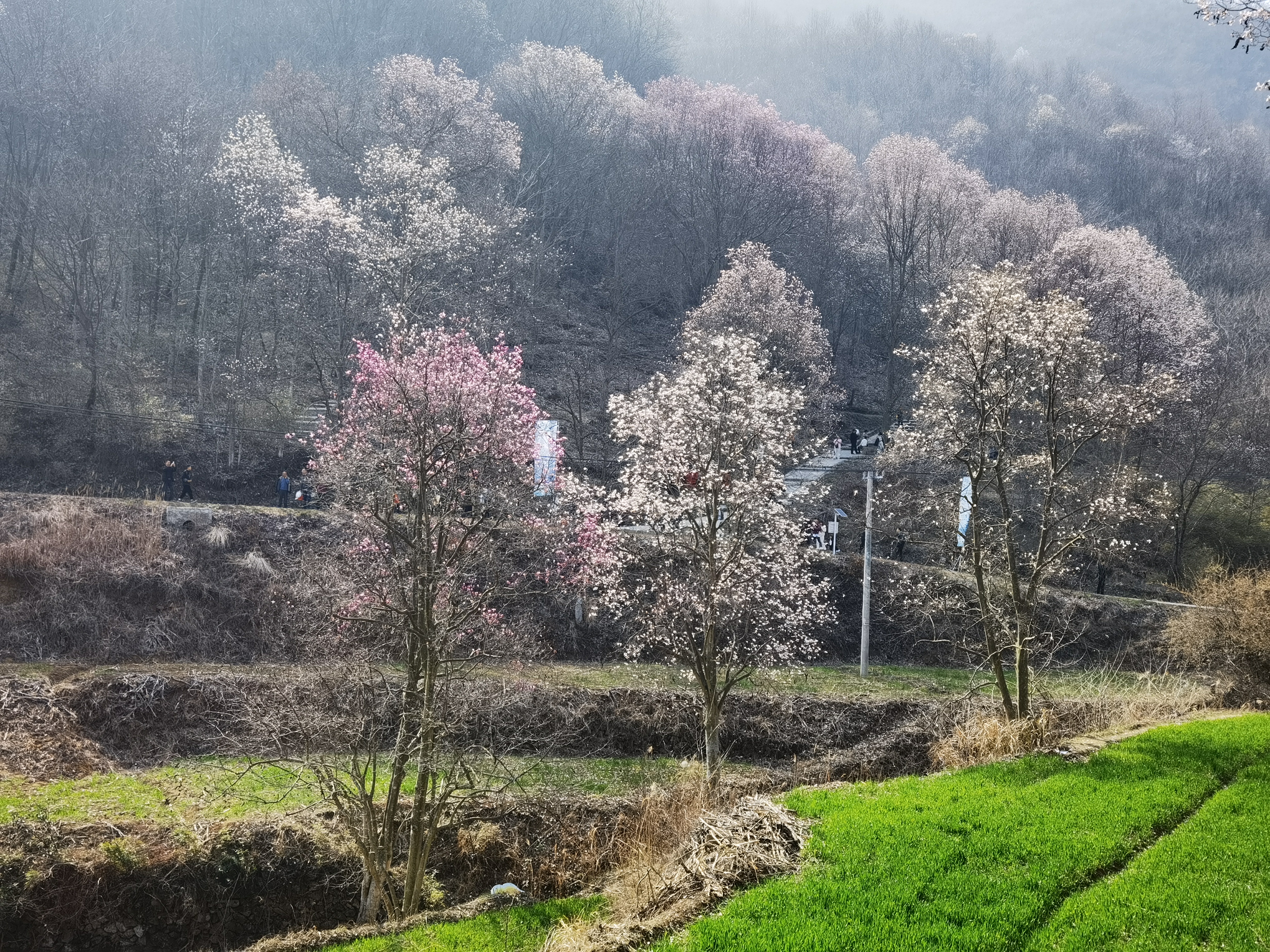 铁冲玉兰花谷节图片