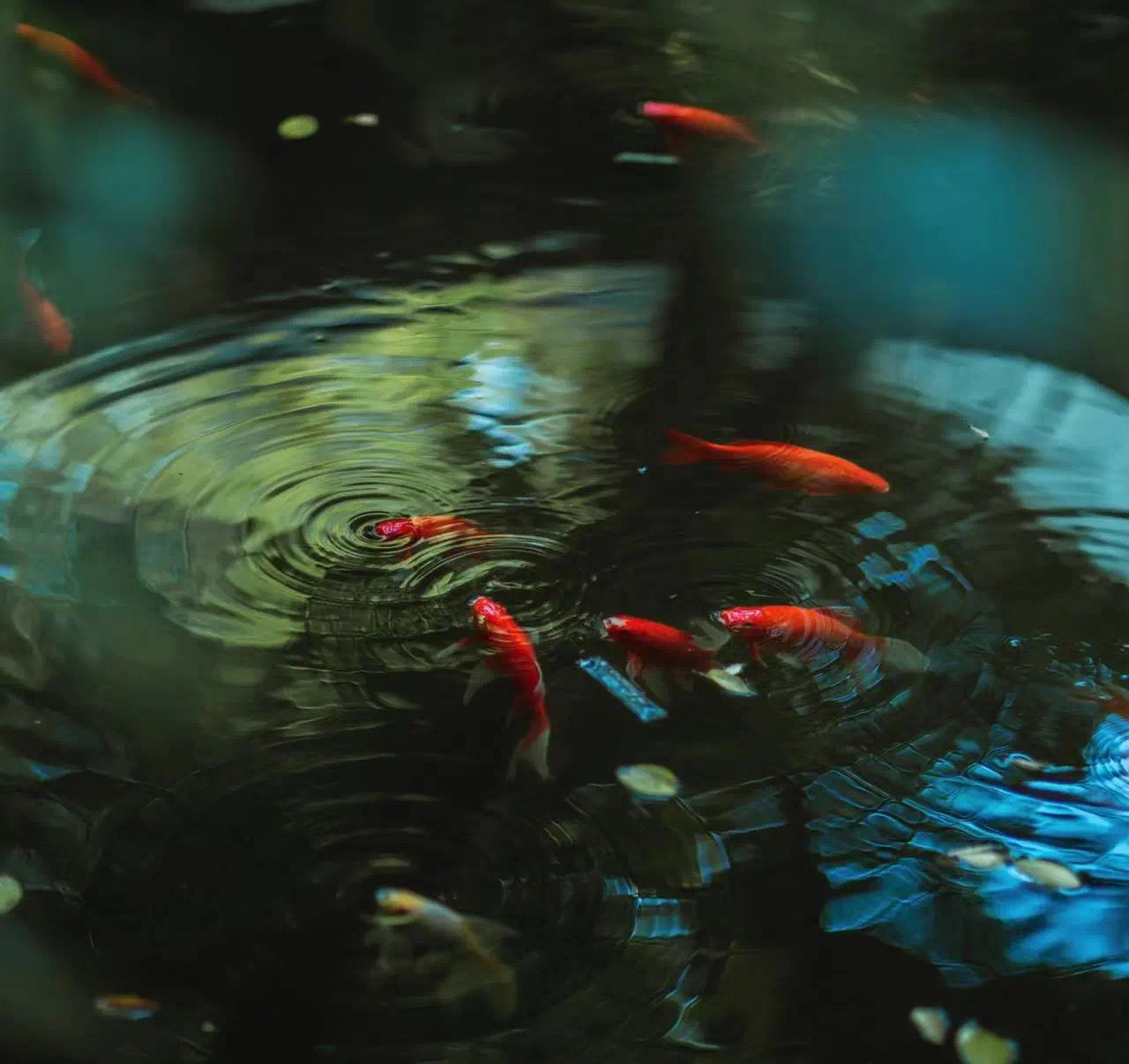 竹风荷露古琴诗