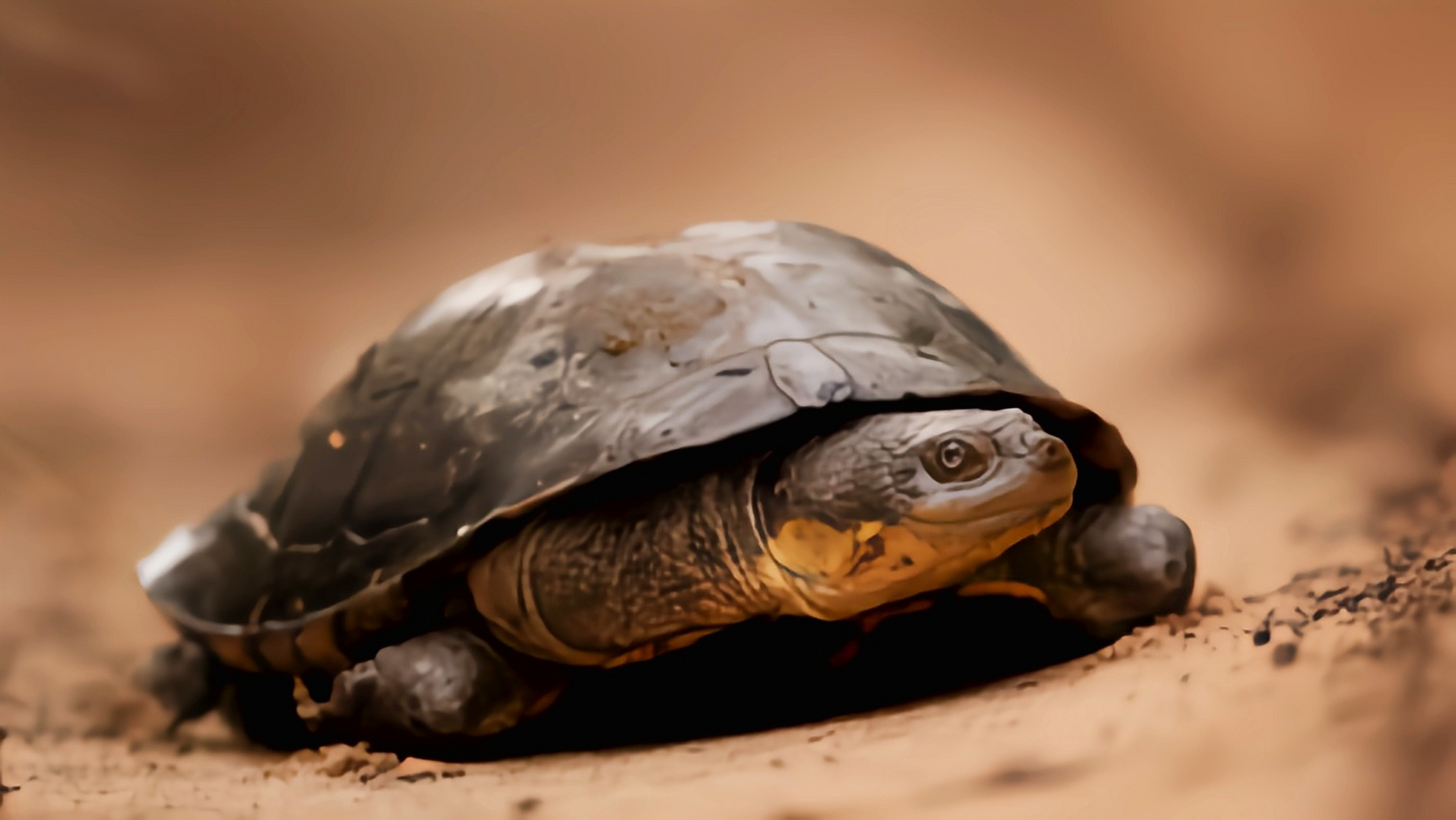 每天认识一种动物——巨头蛇颈龟 巨头蛇颈龟别名大头刺颈龟,生活在