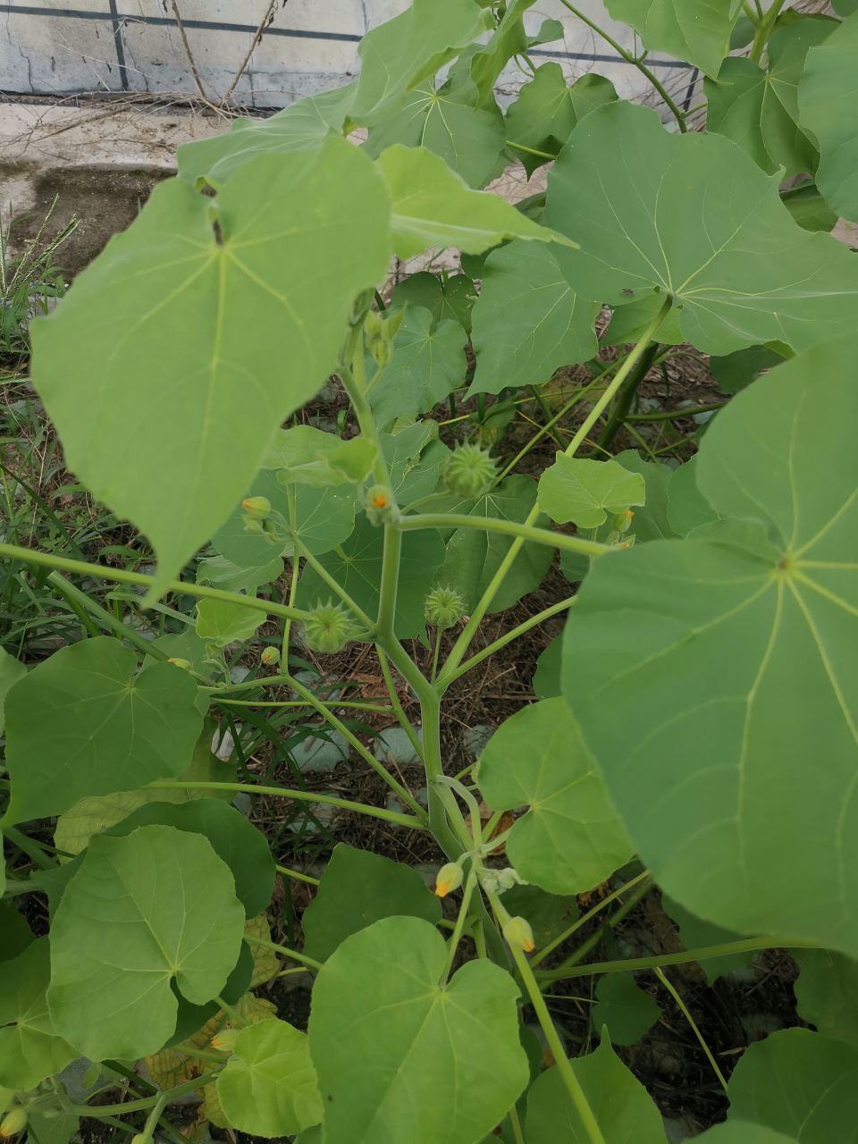 中国可食用植物大全图片