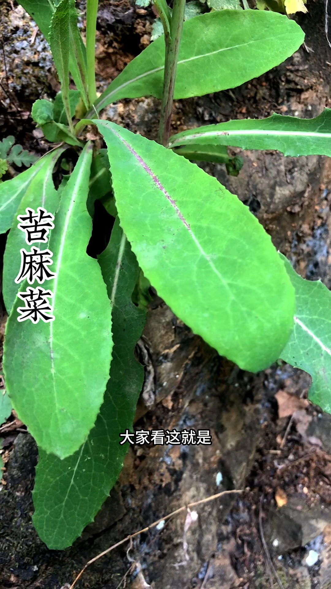 这就是苦麻菜又叫苦苣菜,是一种很好的野菜,你们有吃过吗