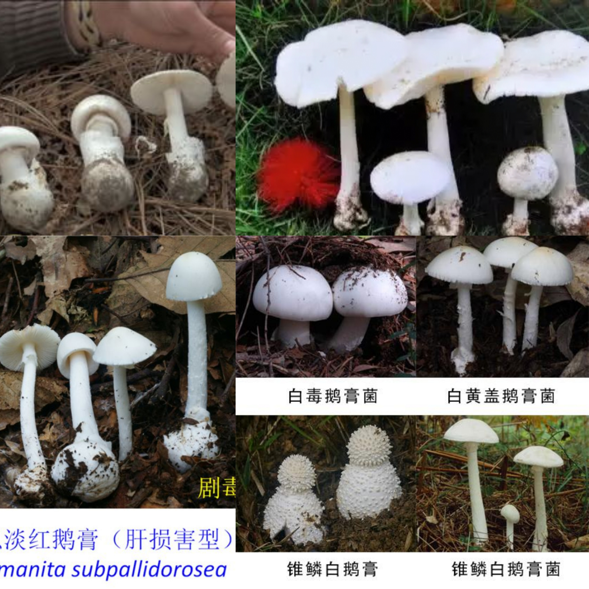 东北蘑菇图片及名称图片