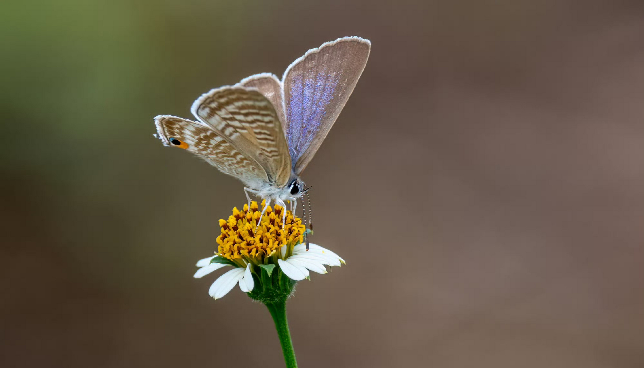 亮灰蝶 灰蝶访花一开始都是收起翅膀的,不一会儿便会打开翅膀像花儿一