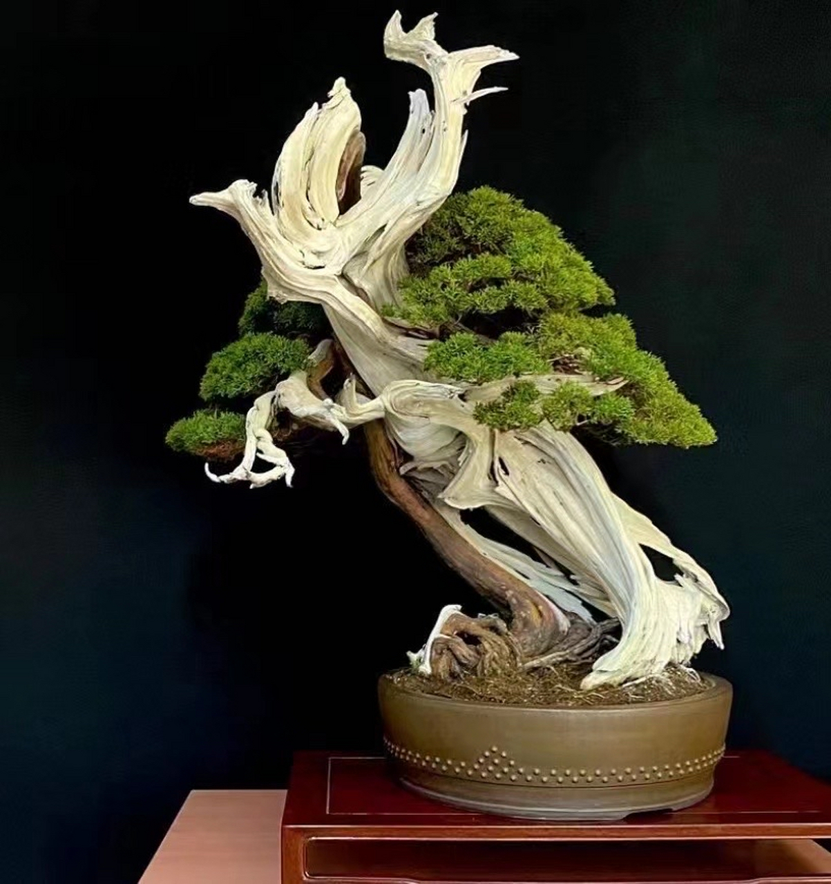 即使自身失去活力的部分变成了舍利,也不屈的有力的保持着生