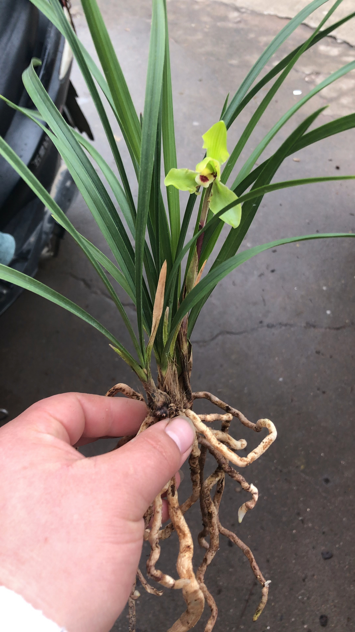 春兰翠一品!根肥苗壮!已经上花了