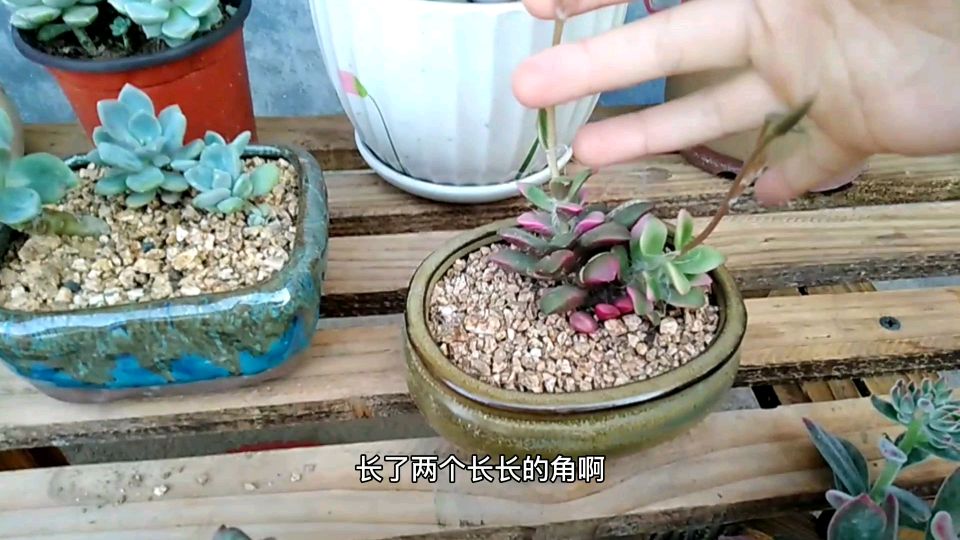 多肉:雨天过后煤烟病蚧壳虫接踵而至,夏日的历练要开始了吗?