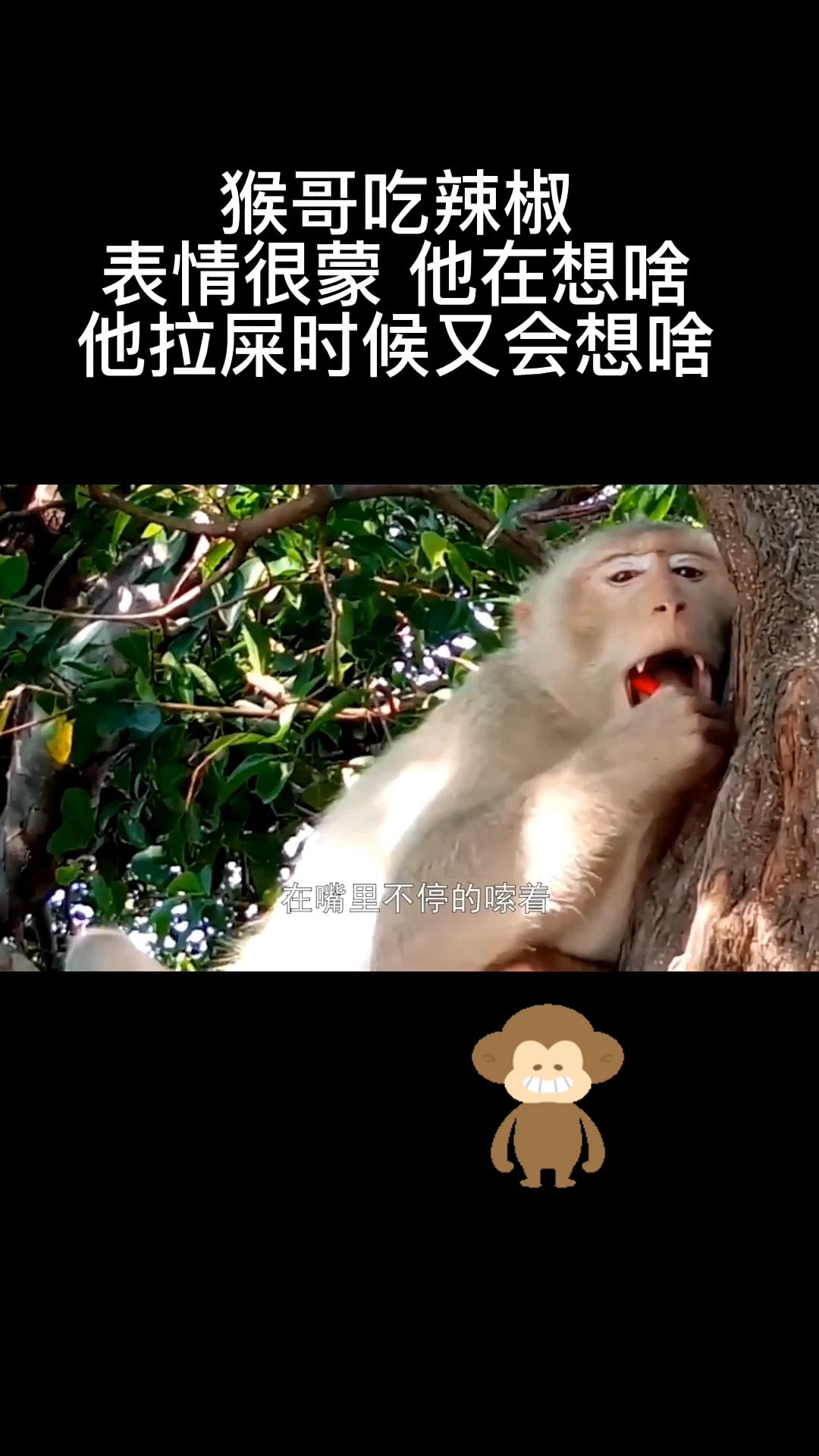 第一次见猴子嘴巴张这么大,原来是吃了辣椒,估计拉屎时候比这还大!