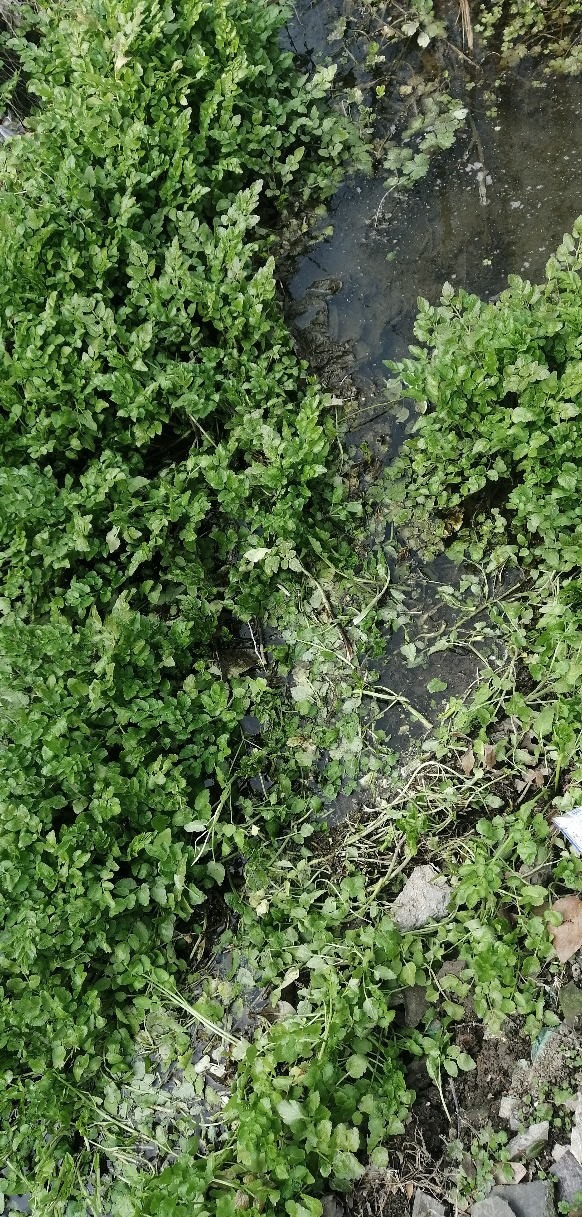 时令野菜——野芹菜