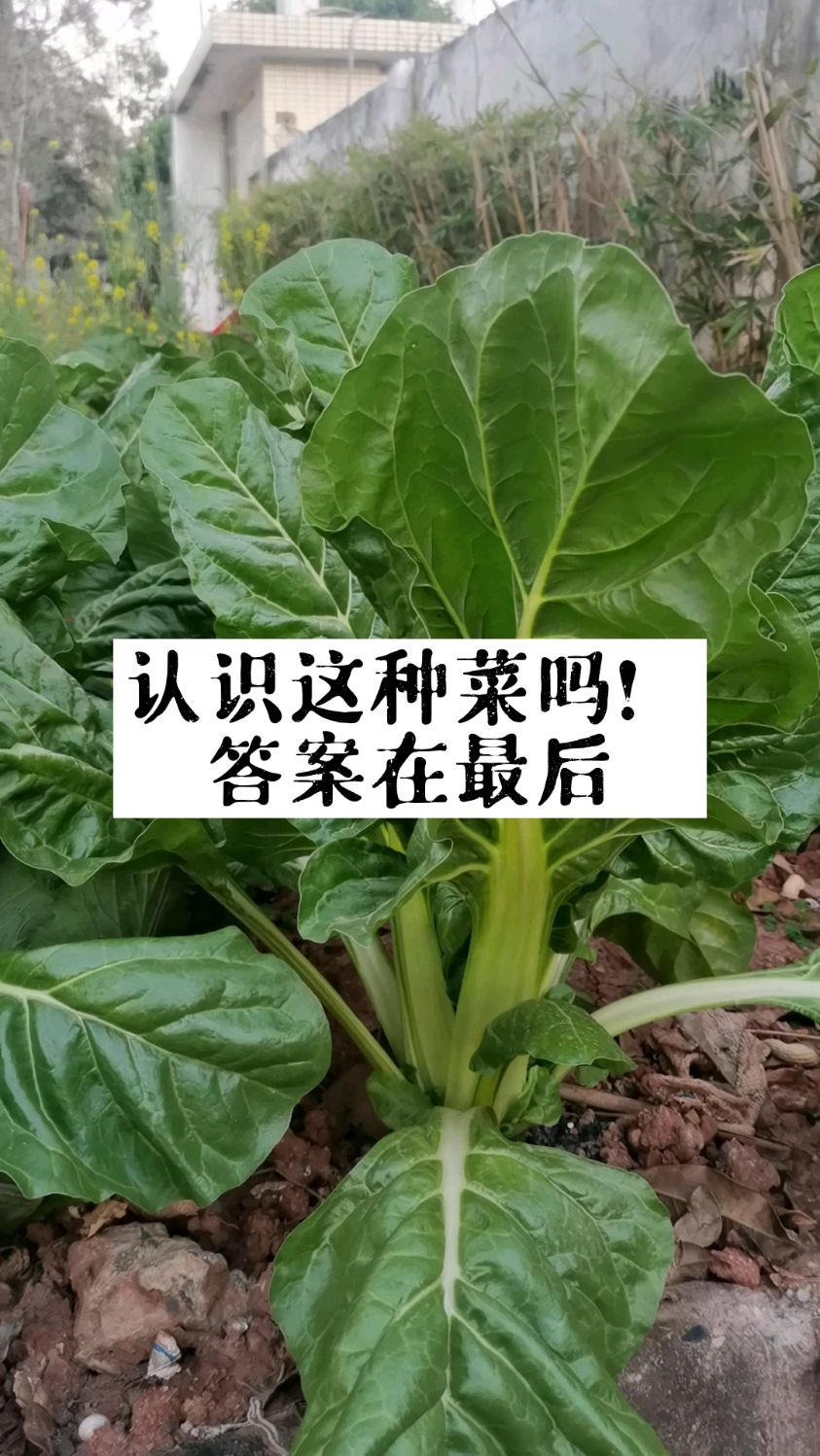 走进春日乡村看以前农村人的喂猪菜现在是城里人的精品菜你吃过吗