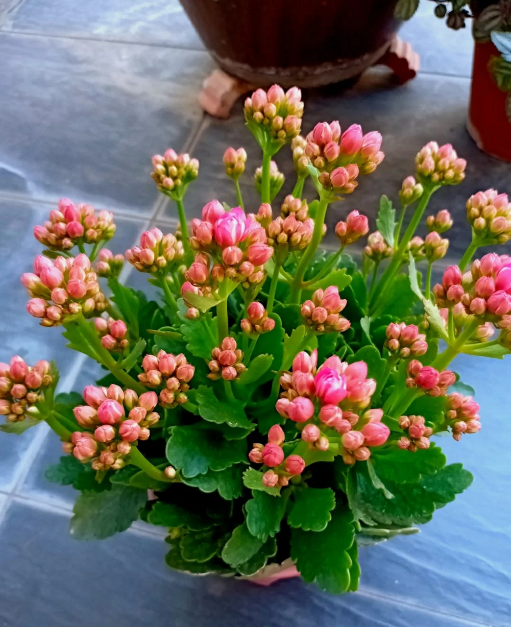 这是我前几天拍摄的长寿花开花图片,刚入手时只是一棵小苗,养了一年的