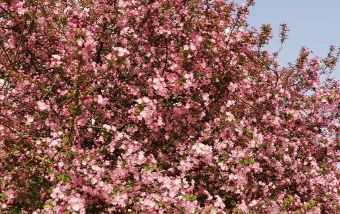 海棠树上结的青果子可以吃吗