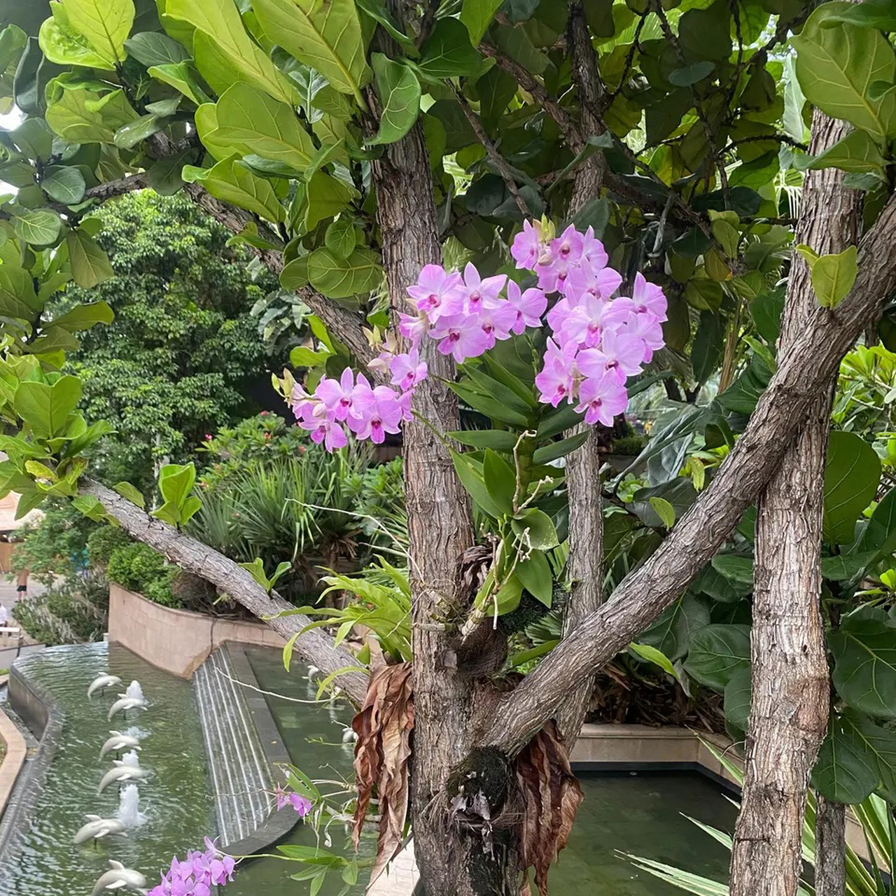这是什么花?寄生在琴叶榕茎杆上,开花竟然也这么漂亮