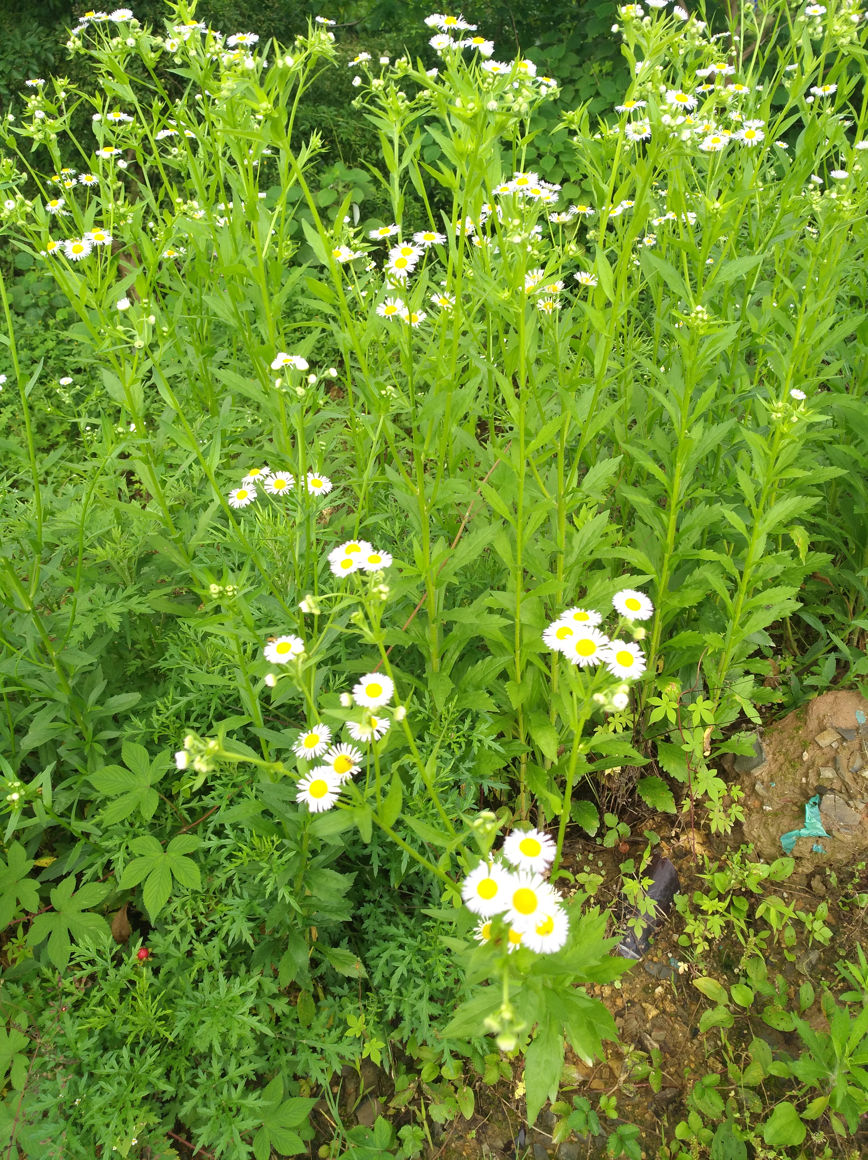 小蓬草开花图片图片