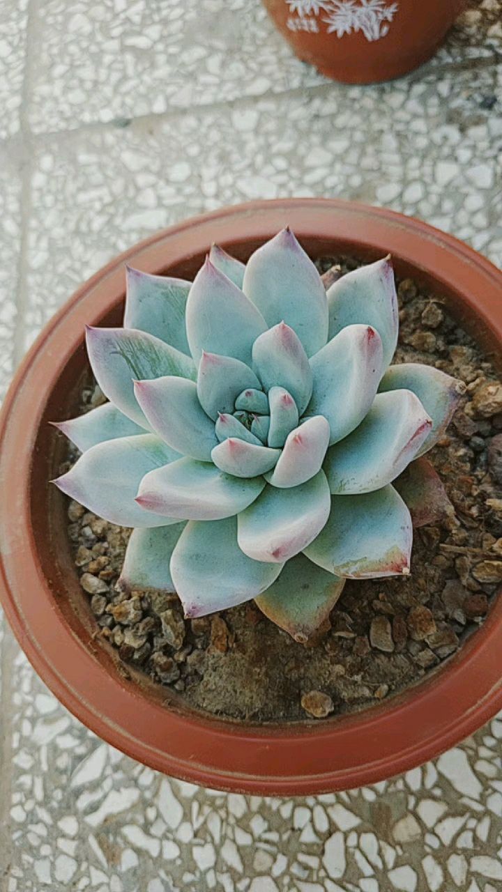 北极熊小多肉,好看好养