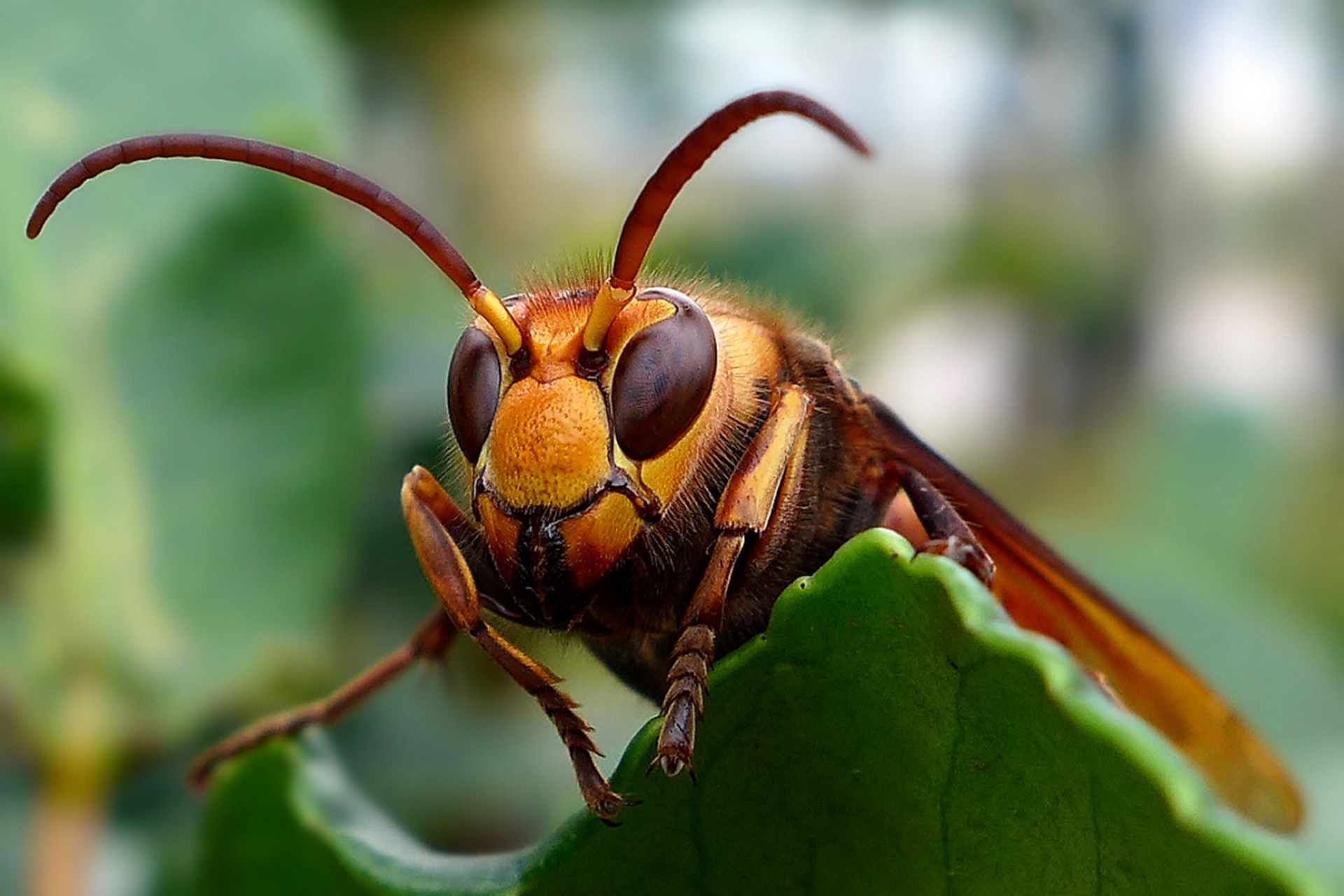 每天认识一种昆虫——大胡蜂 大胡蜂是膜翅目,胡蜂科,黄胡蜂属昆虫.