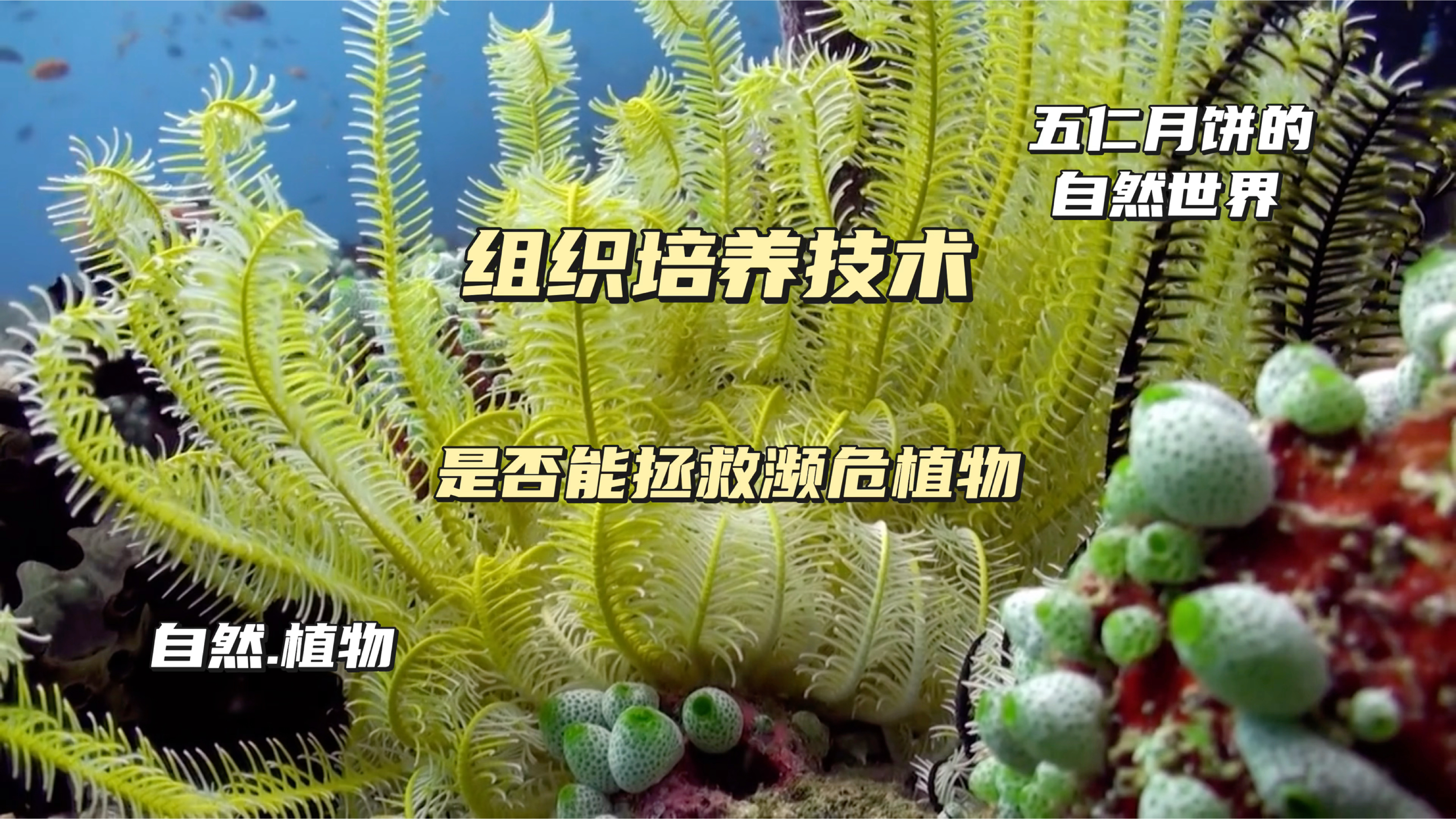 组织培养和细胞工程能拯救濒危植物的灭绝吗