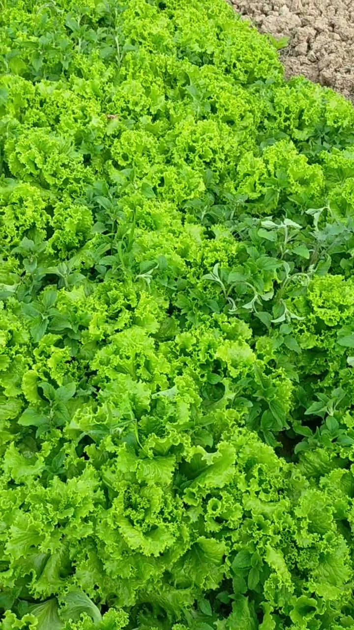 生菜我们又叫鸡窝菜,只要肥水充足,种在生僻地里的品质是最好的-度小